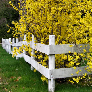 Forsythia, border